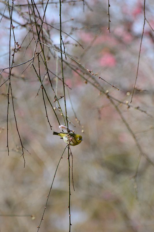 なんちゃって鳥屋さん＠府立植物園_f0032011_19543129.jpg