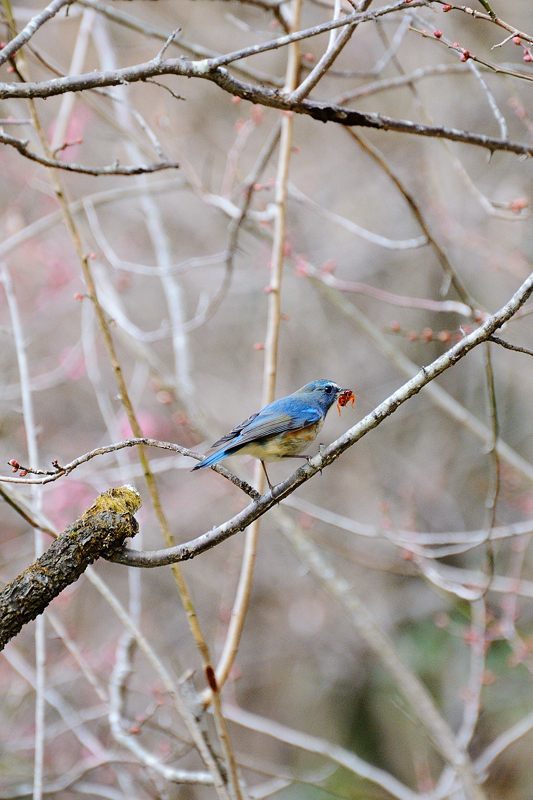 なんちゃって鳥屋さん＠府立植物園_f0032011_19543182.jpg