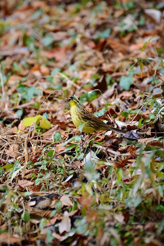 なんちゃって鳥屋さん＠府立植物園_f0032011_19543280.jpg