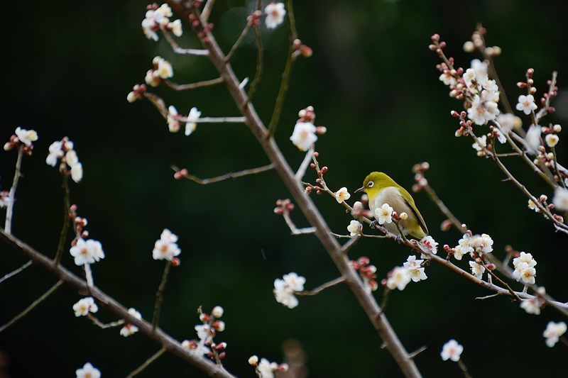 なんちゃって鳥屋さん＠府立植物園_f0032011_19543389.jpg