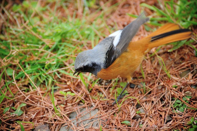 なんちゃって鳥屋さん＠府立植物園_f0032011_20052670.jpg