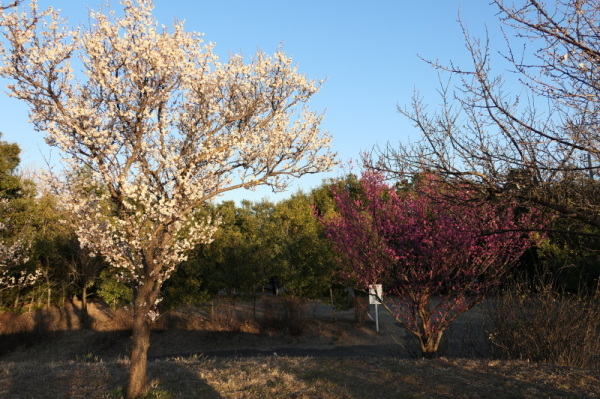 f0369014_13461864.jpg