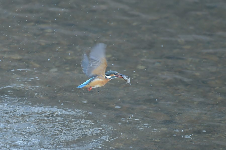 170126 川ﾎﾊﾞ・池水物_c0278820_1832857.jpg