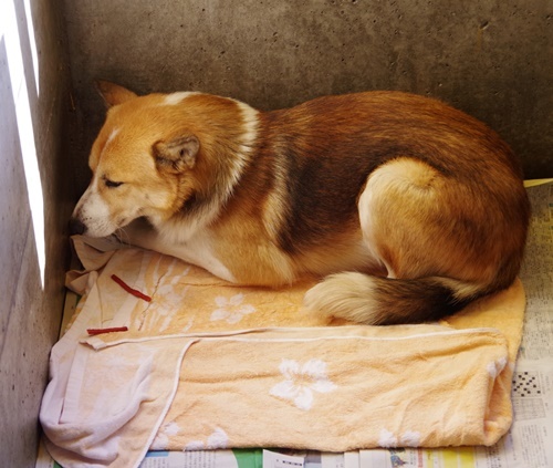 1/24センターレポート　子犬舎　　　 　  　４頭_f0078320_16151695.jpg