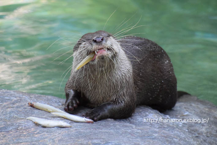 カワウソ3種 食べ方の見比べ のいち動物公園 今日ものんびり動物園