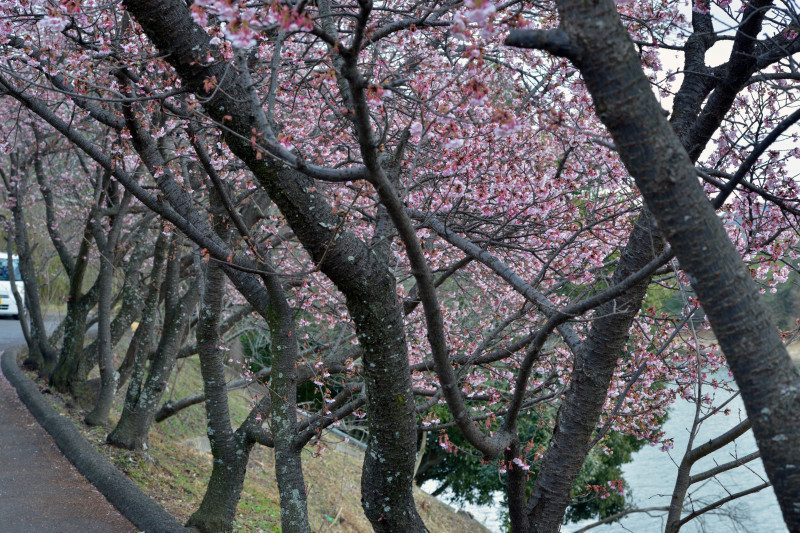 桜遍路　①　福成寺の寒桜_d0246136_12292440.jpg