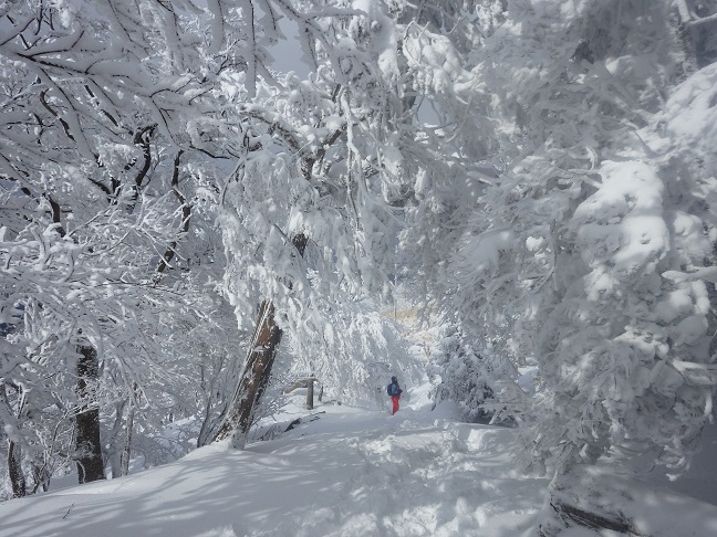 大雪の英彦山_e0164643_10301185.jpg