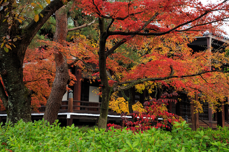 京都の紅葉2016 妙顕寺の晩秋光景_f0155048_053597.jpg