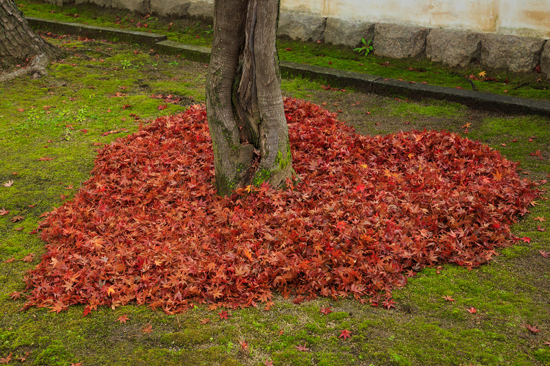 京都の紅葉2016 妙顕寺の晩秋光景_f0155048_094627.jpg