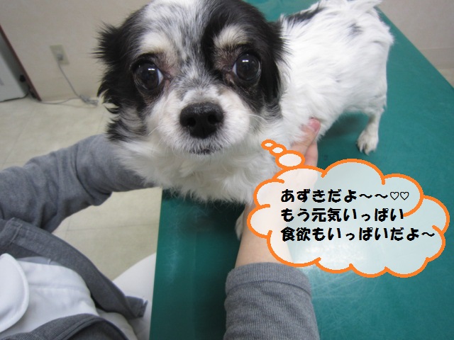 【元旦にきたチワワ無事に手術を終えました】_b0059154_14474214.jpg
