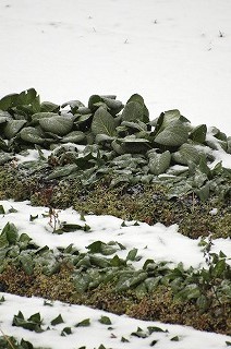 採るの大変だから、ハウスの野菜で。_c0290656_11541631.jpg