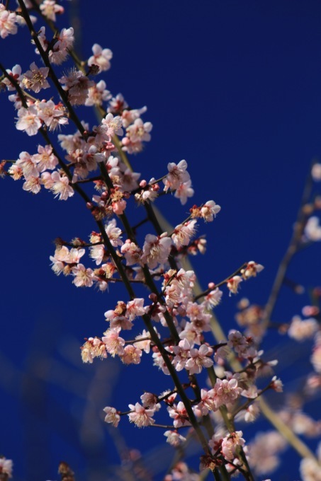 a0248459_15213490.jpg