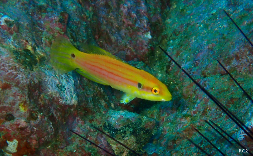 e0158261_5551323.jpg