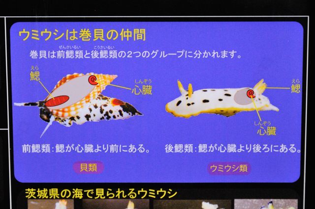 国内初繁殖のサメの幼魚と大洗の生物コレクション 蜜蜂的写真日記