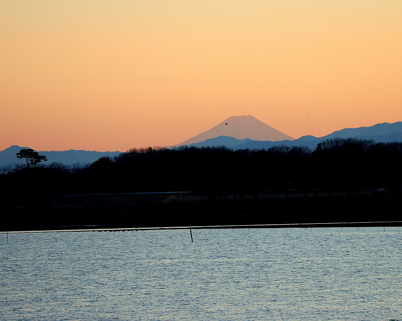 　　　多々良沼で、夕景富士_c0305565_17583615.jpg