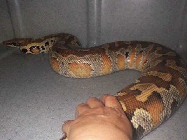 ワニガメ 生態 研究 所 Article ワニガメ 生態 研究 所 Article