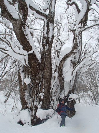 2017.1.26　半日で楽しむ北泉ヶ岳東尾根_a0344771_20093606.jpg