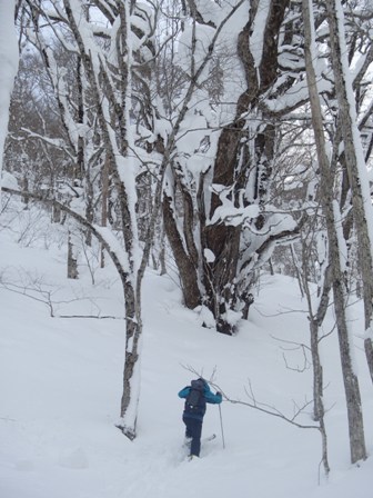 2017.1.26　半日で楽しむ北泉ヶ岳東尾根_a0344771_20094440.jpg