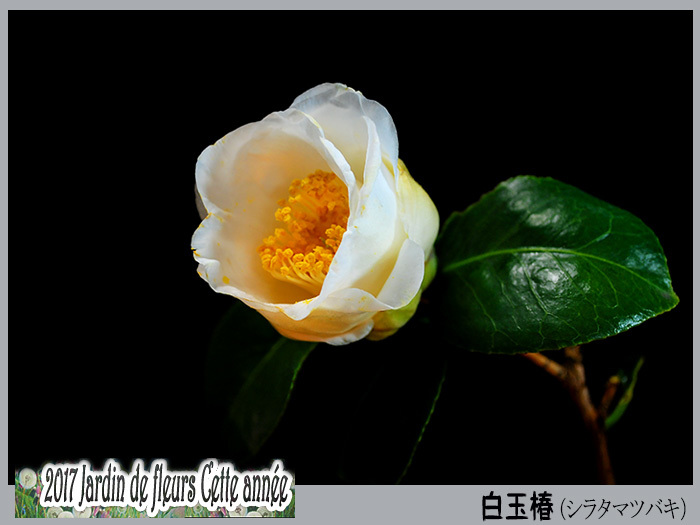 花たち 白玉椿 シラタマツバキ デジカメ散歩写真 花たち 白玉椿 シラタマツバキ デジカメ散歩写真