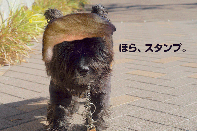 e0176691_1418345.png