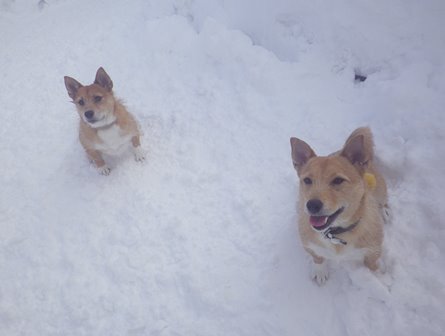 今日のお友達＆オーストラリアンシェパード！！！_f0077697_16293363.jpg