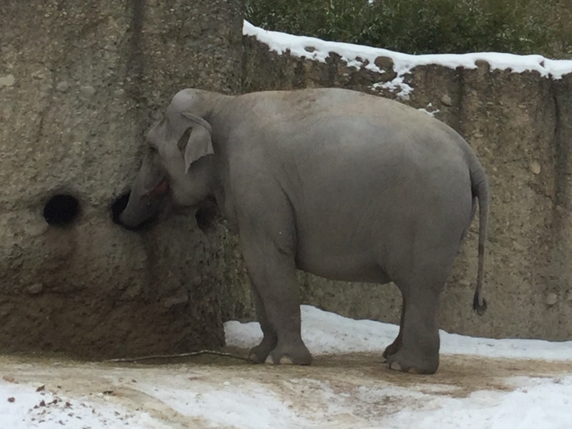 チューリッヒ動物園 ③_f0362800_08341002.jpg