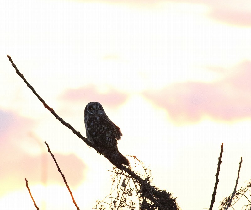 夕暮れのコミミズクを・・・_c0213607_19064507.jpg