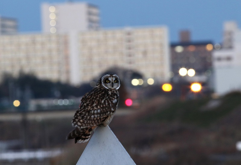 夕暮れのコミミズクを・・・_c0213607_19075209.jpg