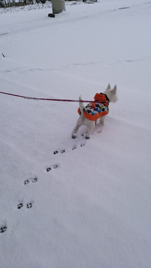 わかば、初めての雪遊び♪_f0039907_13203969.jpg