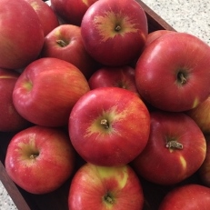 Tarte aux pommes 紅玉りんごのタルト_c0097611_2259575.jpg