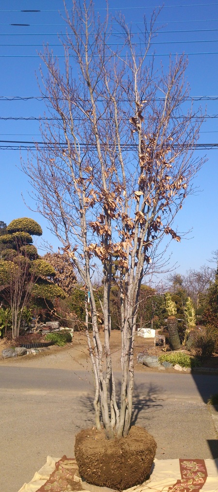 e0202111_23223147.jpg