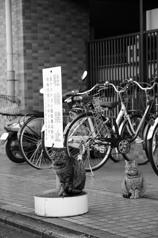町角ニャンコ・あちこちニャンコ_f0032011_20365517.jpg