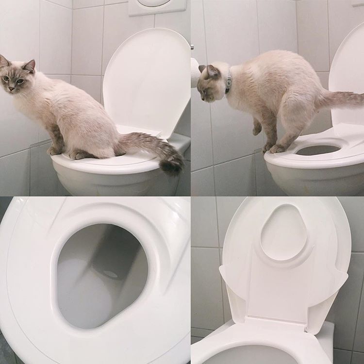 猫の人間トイレトレーニング/水洗トイレ猫_c0047812_04114654.jpg