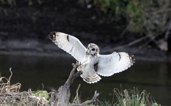 コミミズクの飛び付き・飛び出し_f0239515_1858178.jpg