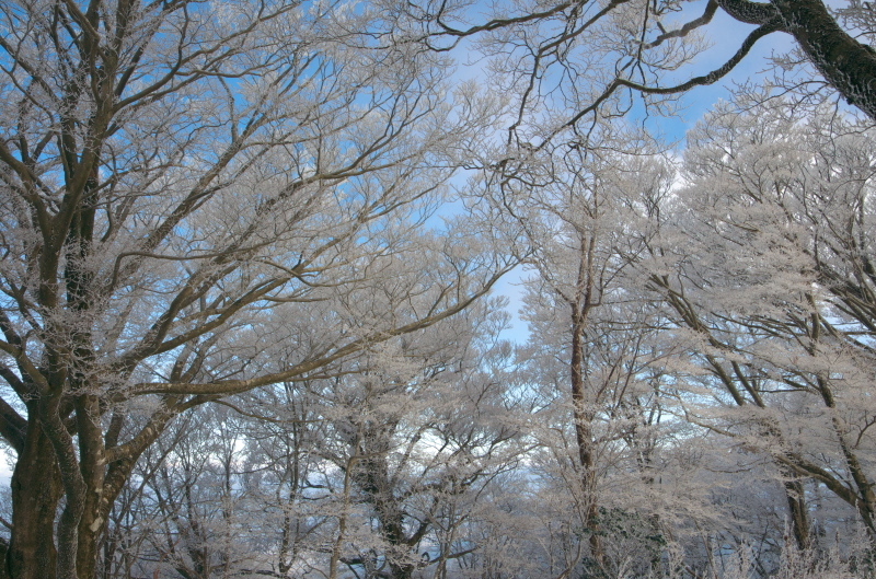 氷花を求めて白髪岳①_c0358219_14503658.jpg