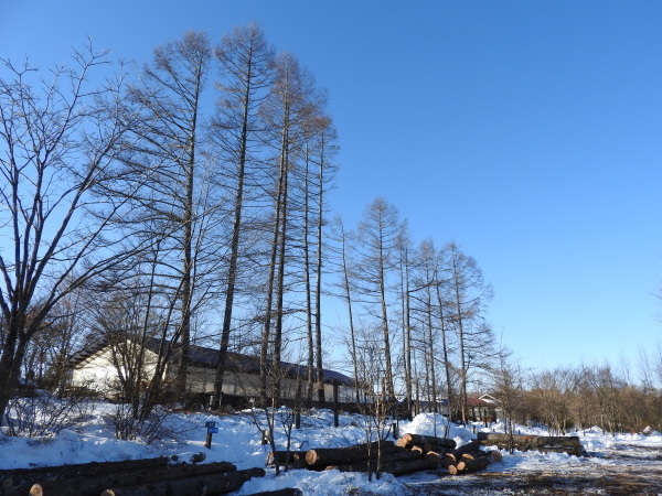 週末の天気と気温（1月4週目）_b0174425_17324559.jpg