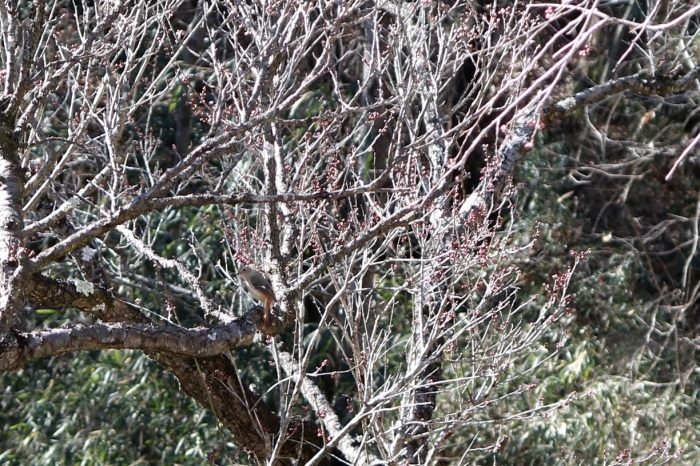 【国営武蔵丘陵森林公園】_f0348831_18010922.jpg