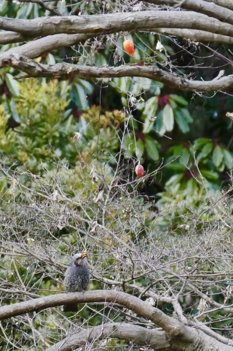 【国営武蔵丘陵森林公園】_f0348831_18021996.jpg