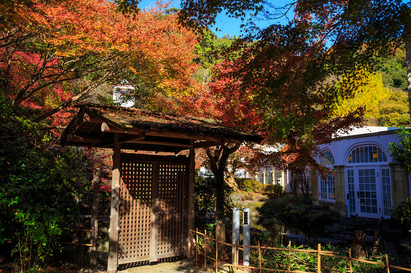 京都の紅葉2016 青空と紅葉と（大山崎山荘美術館）_f0155048_23391242.jpg