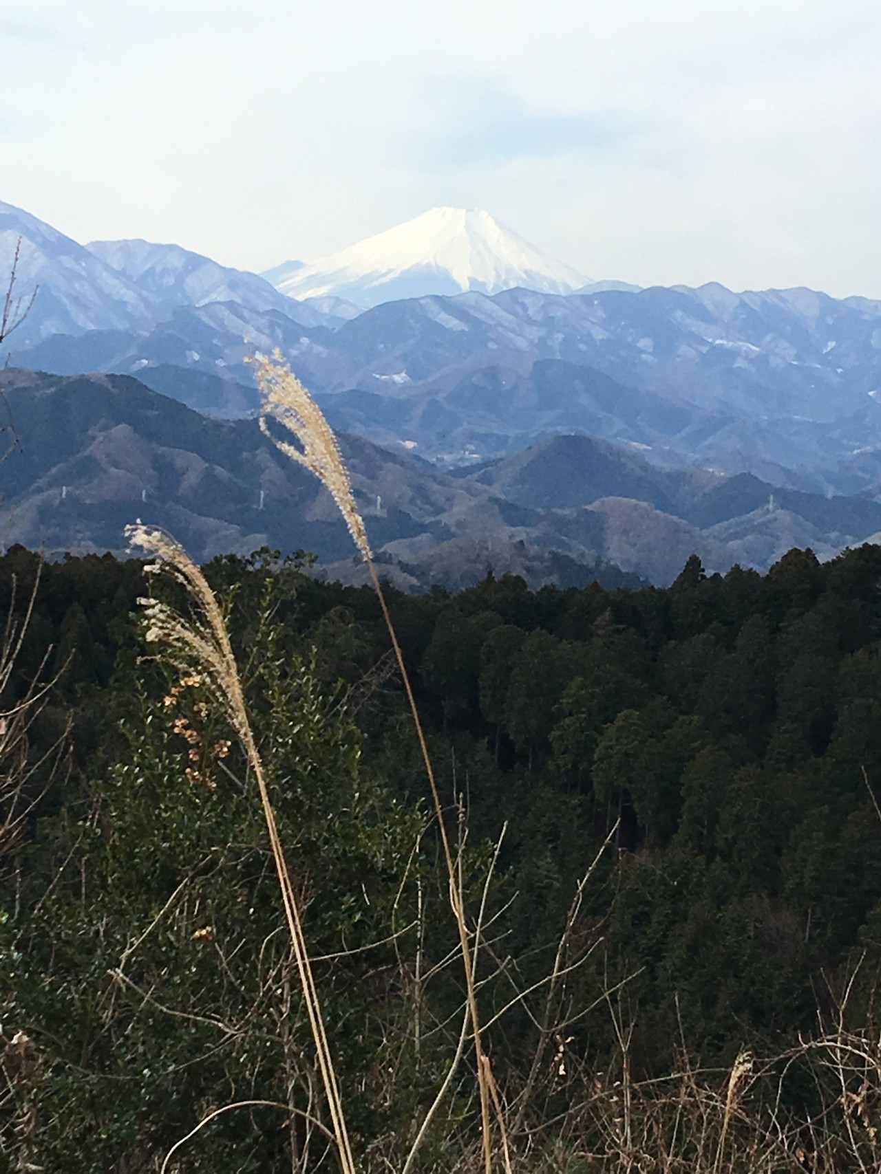 高尾山名物　霜柱とシモバシラ_e0010650_15042091.jpg