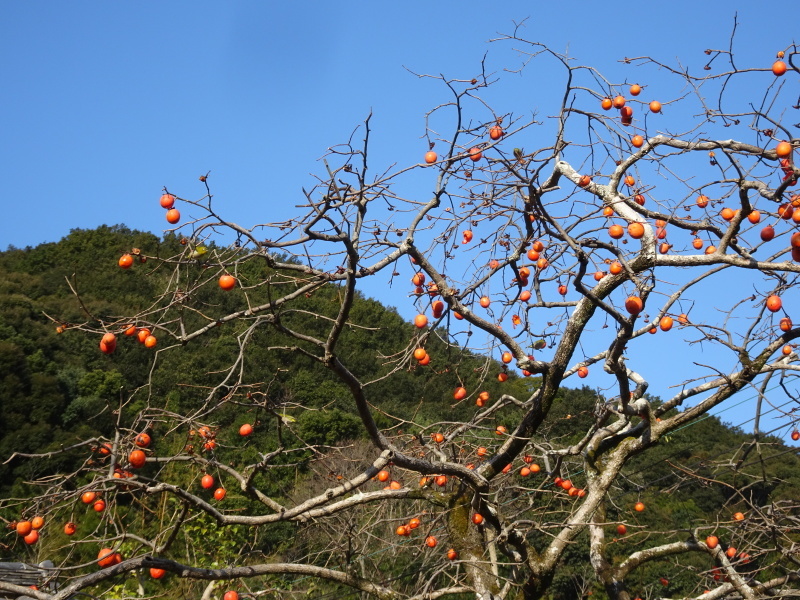 c0108460_20355200.jpg