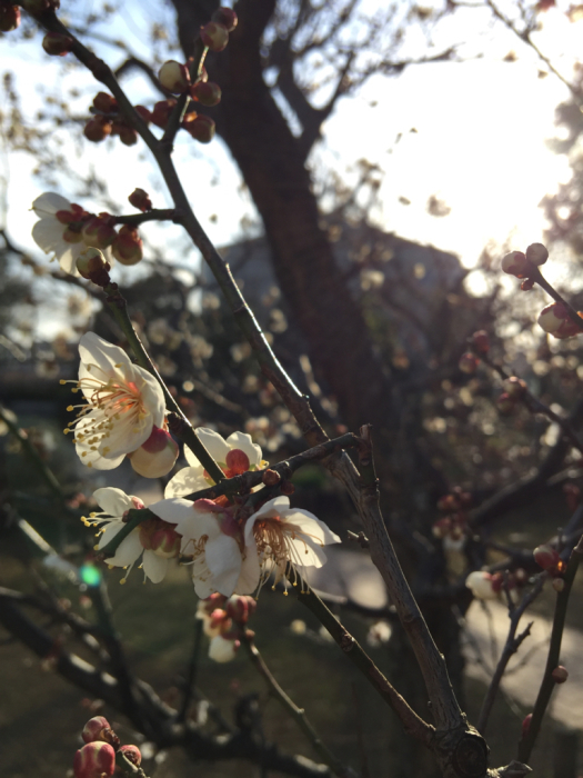 ポカポカお散歩、青空と梅の花_d0152261_18312996.jpg