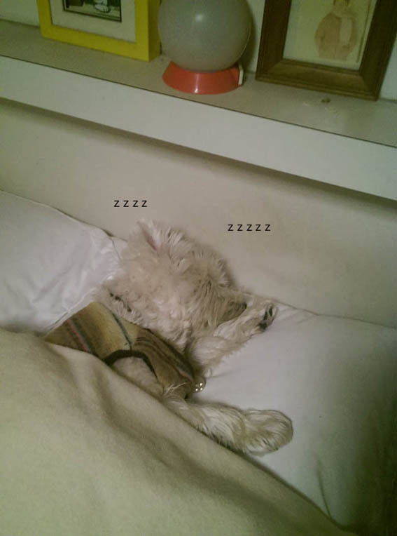 飼い主の枕はアミィの枕。_b0107163_01081454.jpg