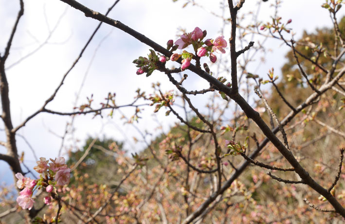 寒風の中、六国見山の河津桜が早くも開花（2017・1・27）_c0014967_15452346.jpg