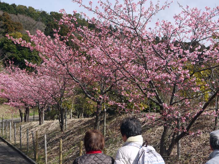 寒風の中、六国見山の河津桜が早くも開花（2017・1・27）_c0014967_15455475.jpg