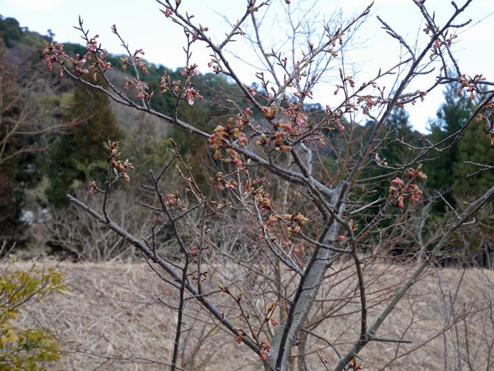 寒風の中、六国見山の河津桜が早くも開花（2017・1・27）_c0014967_1546449.jpg