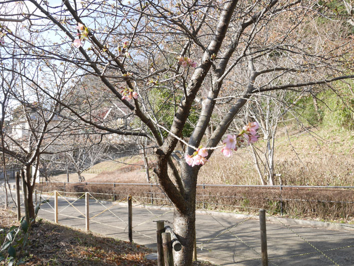 寒風の中、六国見山の河津桜が早くも開花（2017・1・27）_c0014967_15465710.jpg