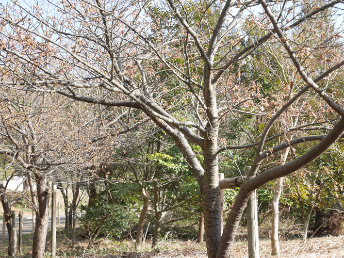 寒風の中、六国見山の河津桜が早くも開花（2017・1・27）_c0014967_1547889.jpg