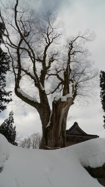 除雪ボランテア　7日目（小国町）_c0212083_18522067.jpg