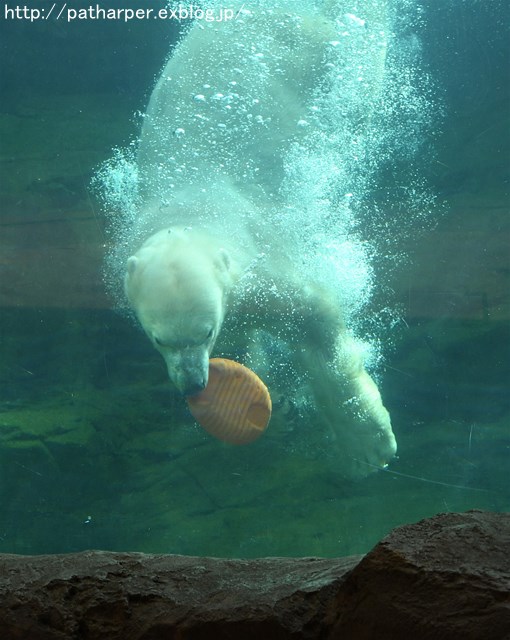 ２０１７年１月　八木山動物公園　その８　遊ぶナナさん_a0052986_22452071.jpg